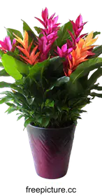 bromeliad