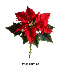 poinsettia