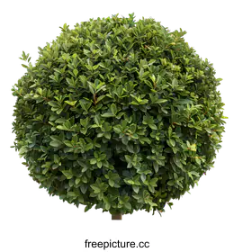shrub