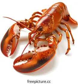 crustacean