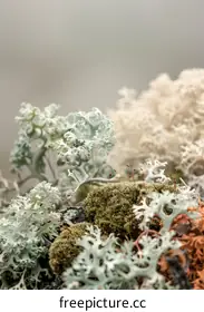 lichen