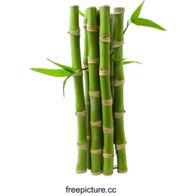 bamboo