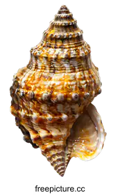 seashell