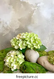 hydrangeas