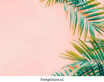 palm