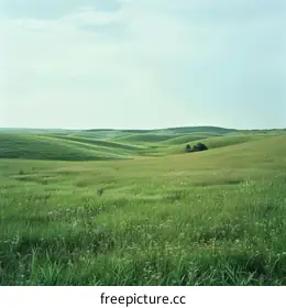 grassland