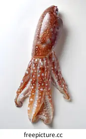 cephalopod