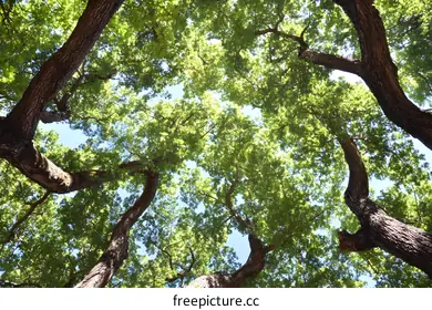 canopy
