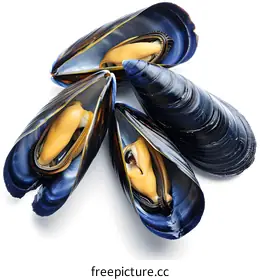 mussel