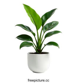houseplant