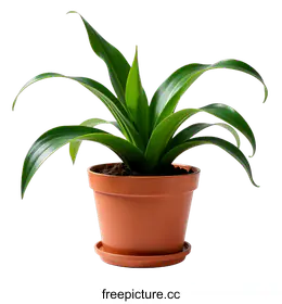 indoor plant