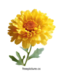 chrysanthemum