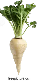parsnip