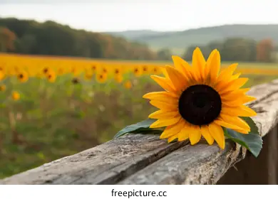 sunflowers