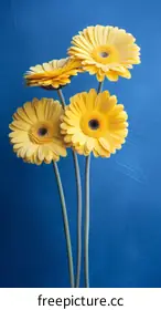 gerbera