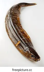 eel