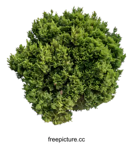 conifer