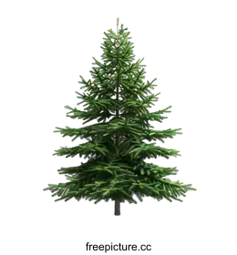 conifer