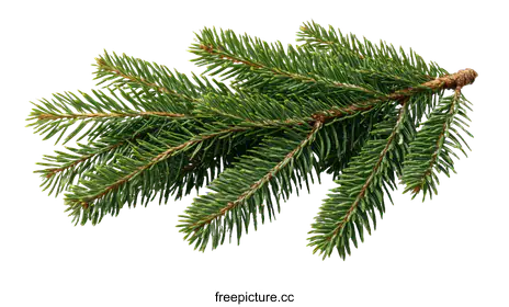 spruce