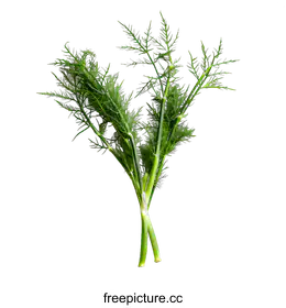 fennel
