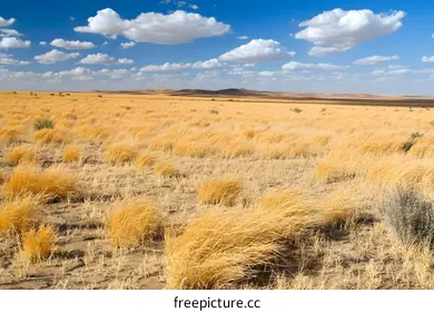 steppe
