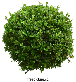 shrub