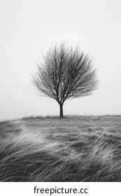 isolated photography