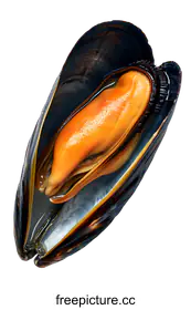 mussel