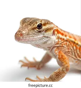 lizard