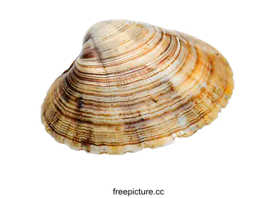 mollusk