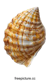 seashell