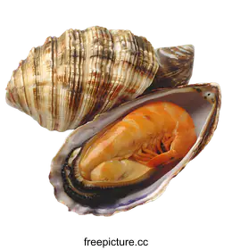 clam