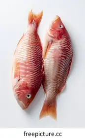 red snapper