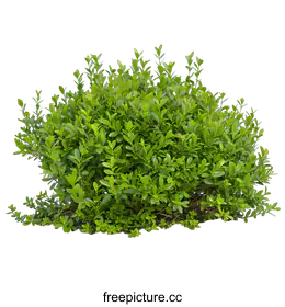 shrub