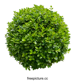 shrub