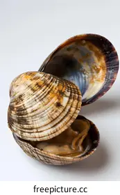 clam