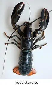 lobster