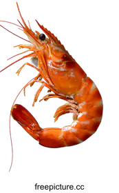 prawn