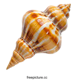 seashell
