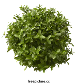 shrub