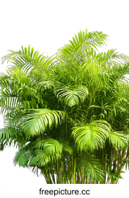 tropical foliage