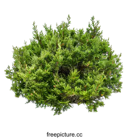 conifer