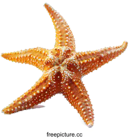 starfish