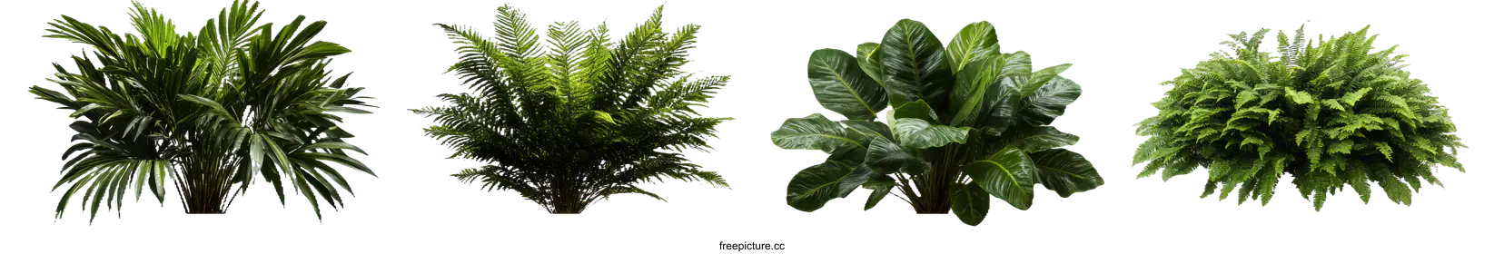 fern