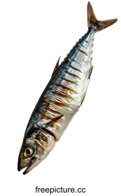mackerel
