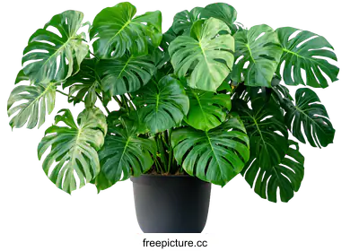 tropical plant