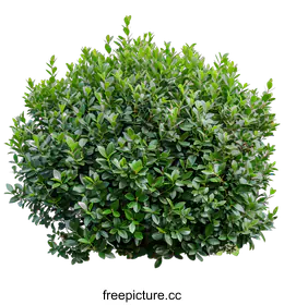 shrub