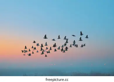 flock