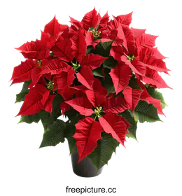 poinsettia