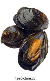 mussel